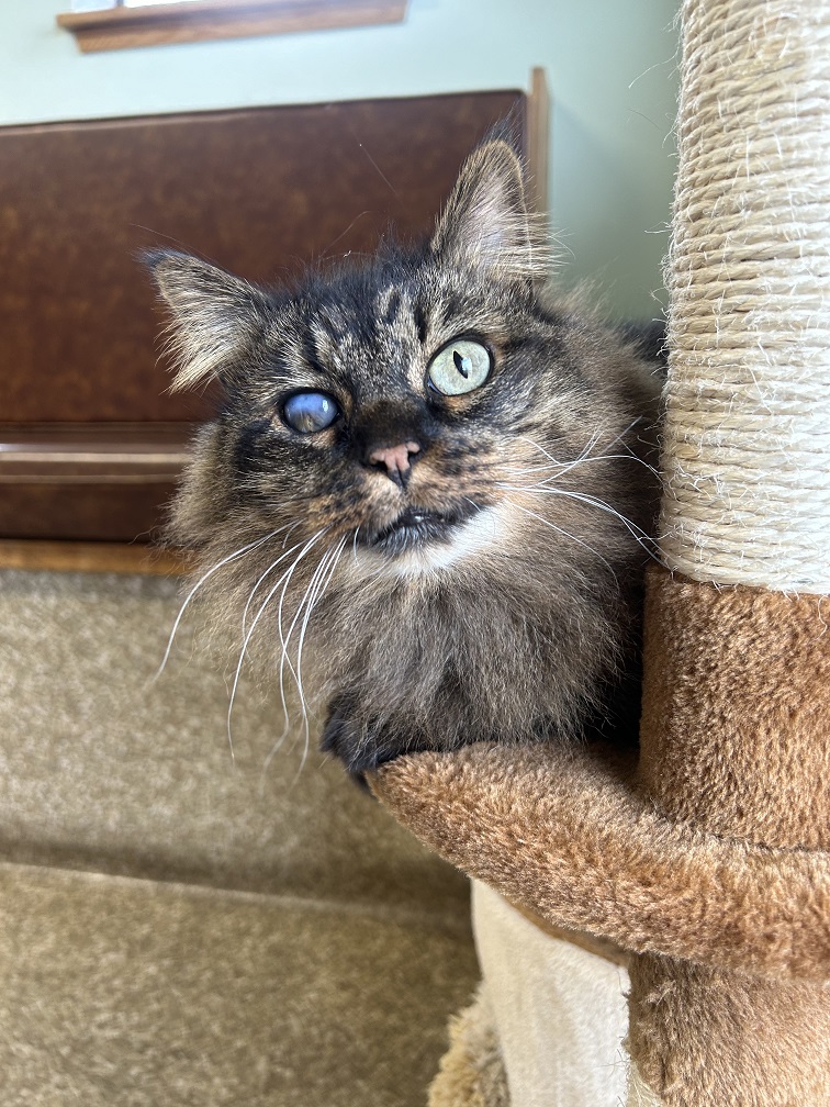 Marie, clinic cat
