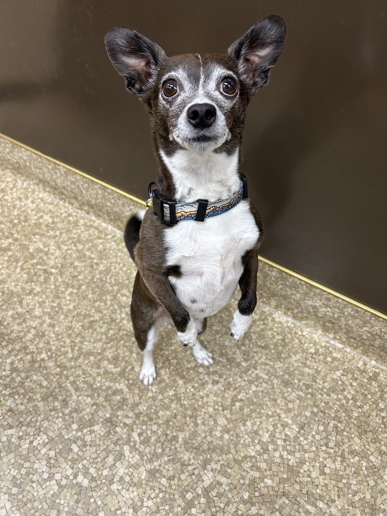 Pollo, clinic dog