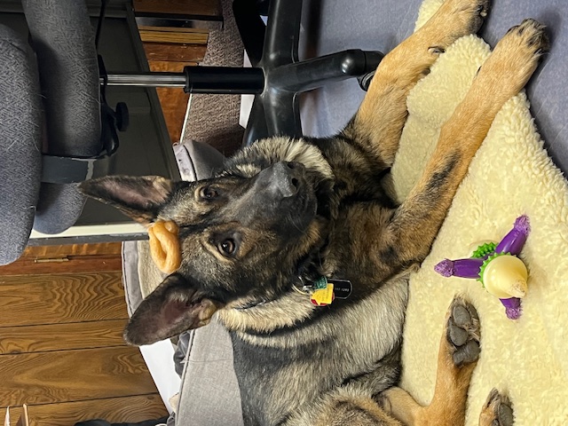Lieutenant Dan, clinic dog