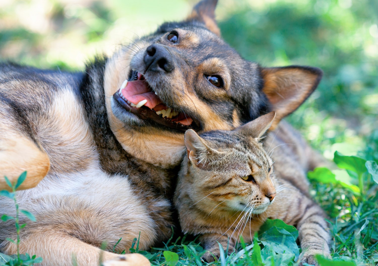 Cat and dog lying together in the grass