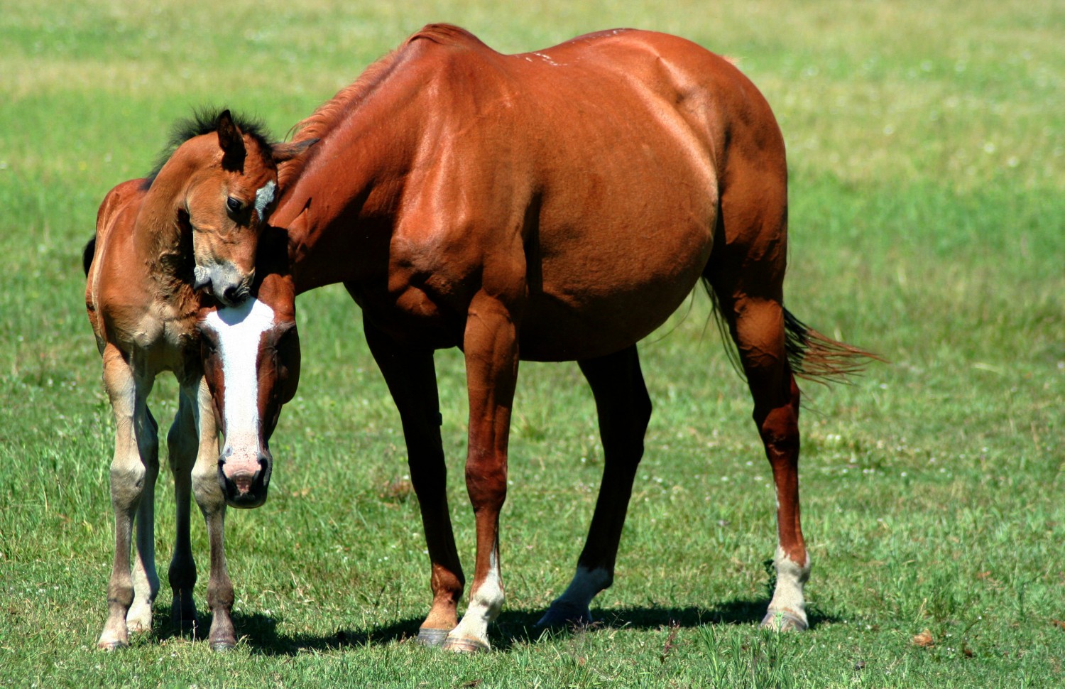 Mare with her foal in a Mission Valley field