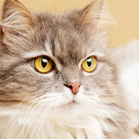 Article list for cats